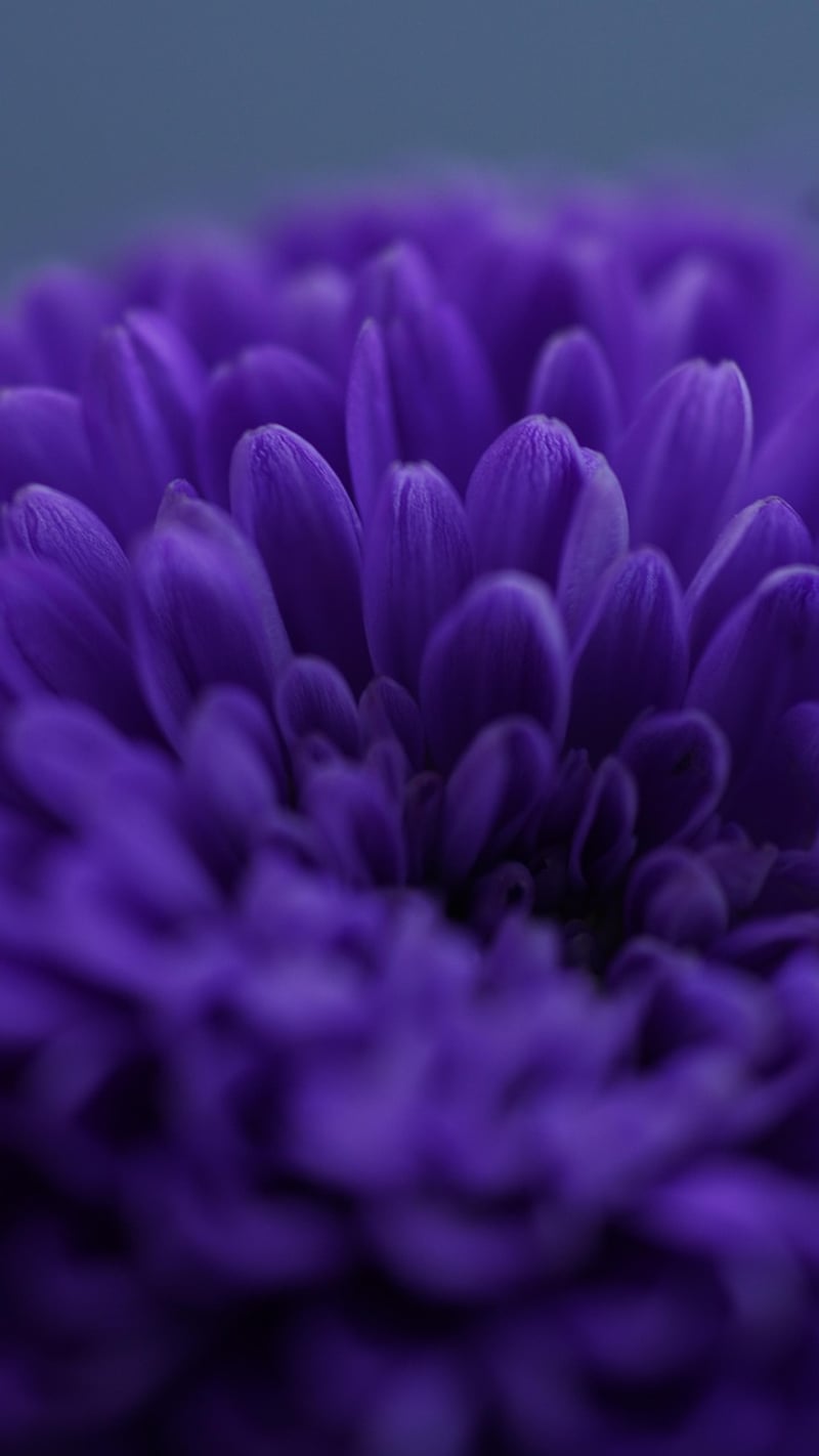 Floral Close-ups