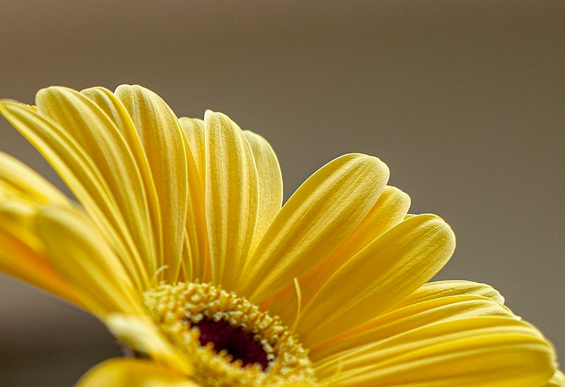 Petals in Focus