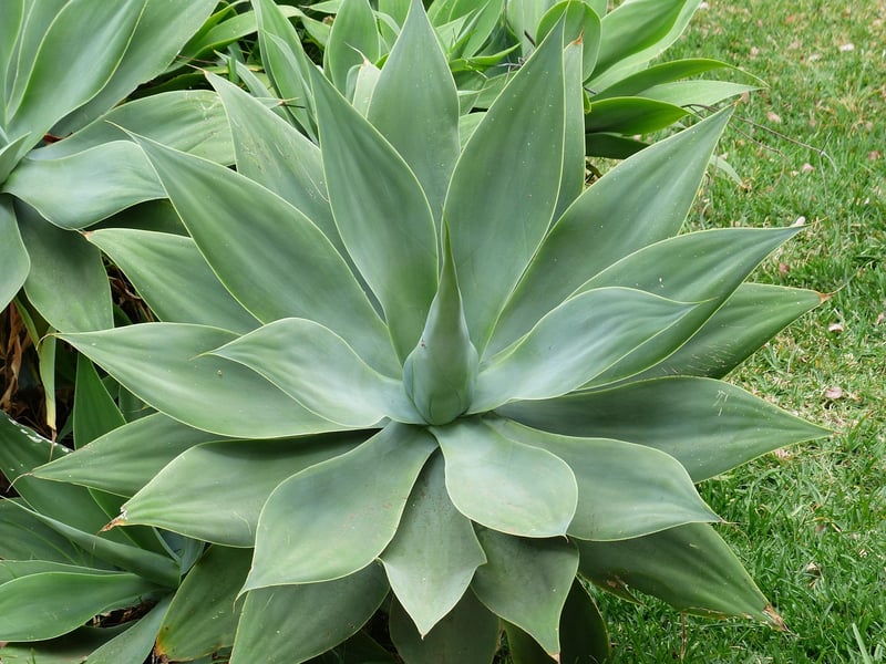 Agave Plant Illustration