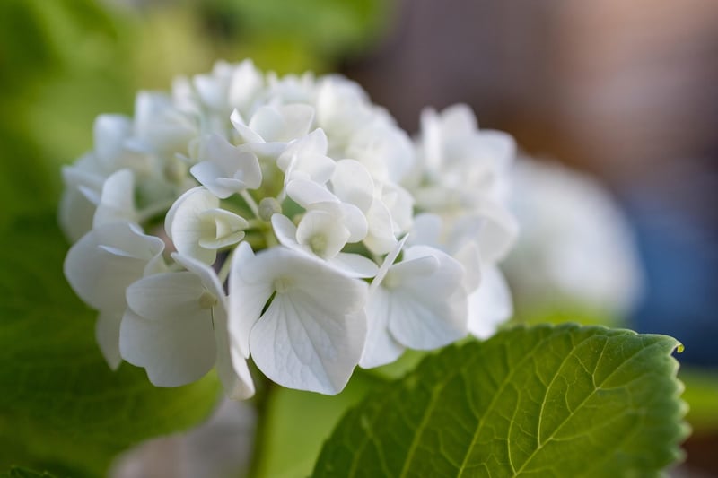 Floral Close-up