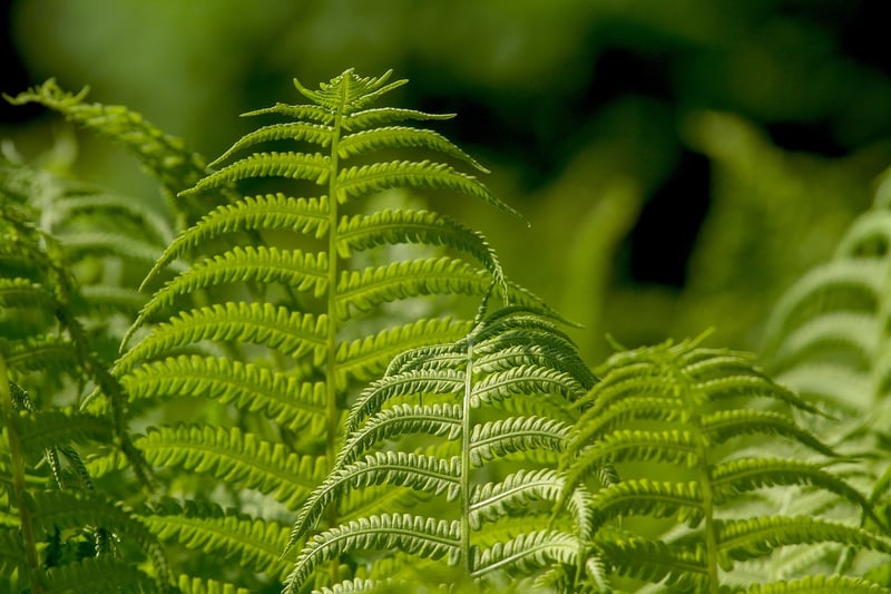 Greenery Home Decor
