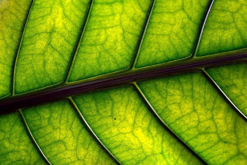 Artistic Leaves