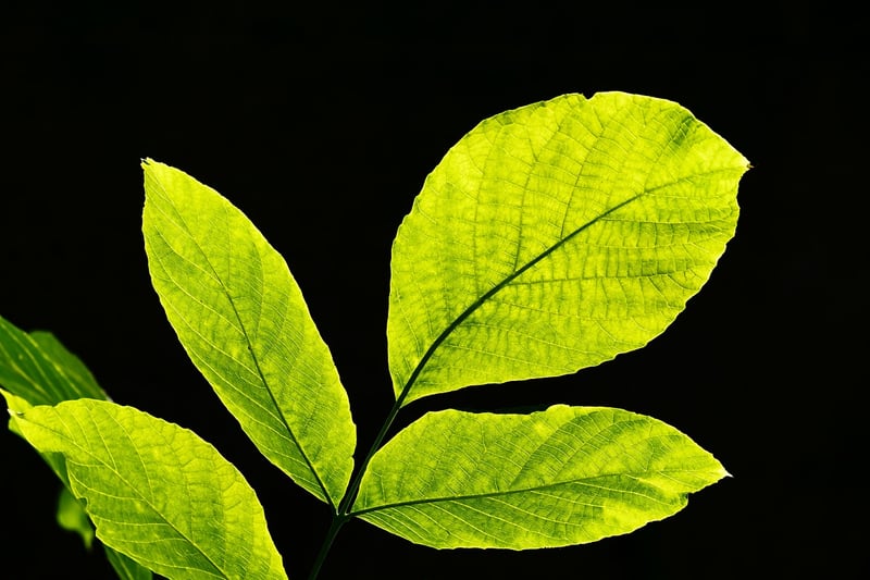 Artistic Leaf Design