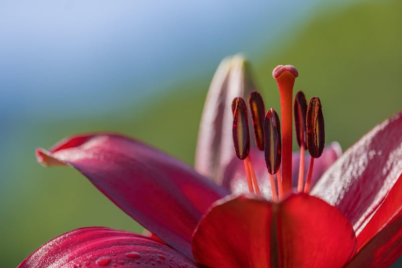 Lily Petals