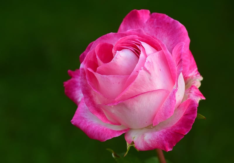 Rose Petals