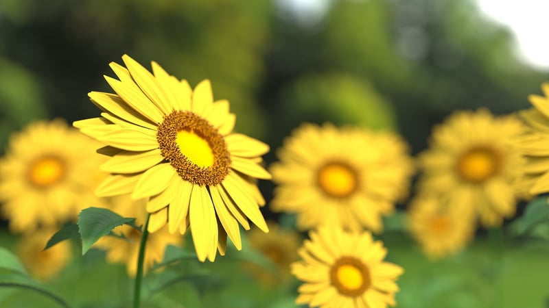 Sunflower Petals