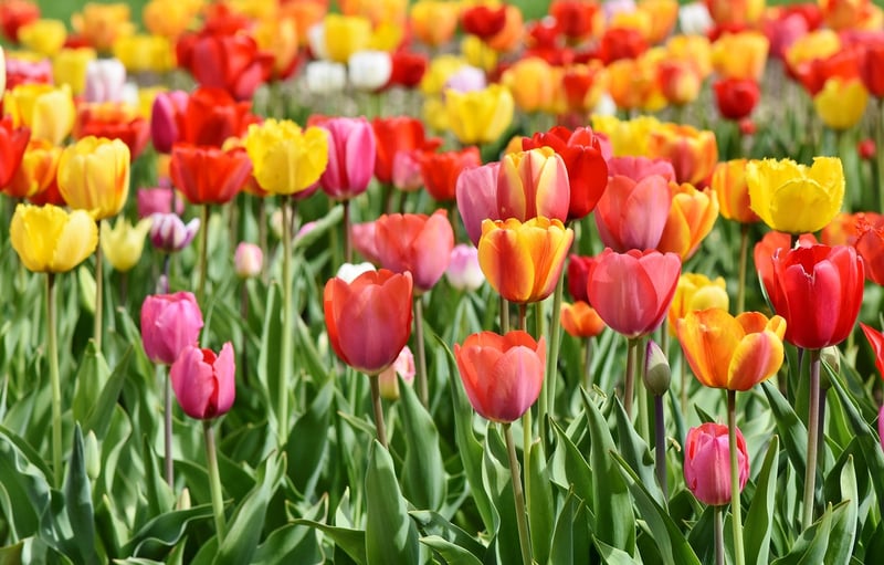 Tulip Petals